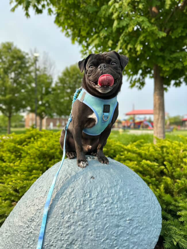 3-in-1 City Dog Leash “Ocean” – Adjustable 2–5 ft Hands-Free Lead, Moisture-Wicking & Fast-Drying, Award-Winning Design