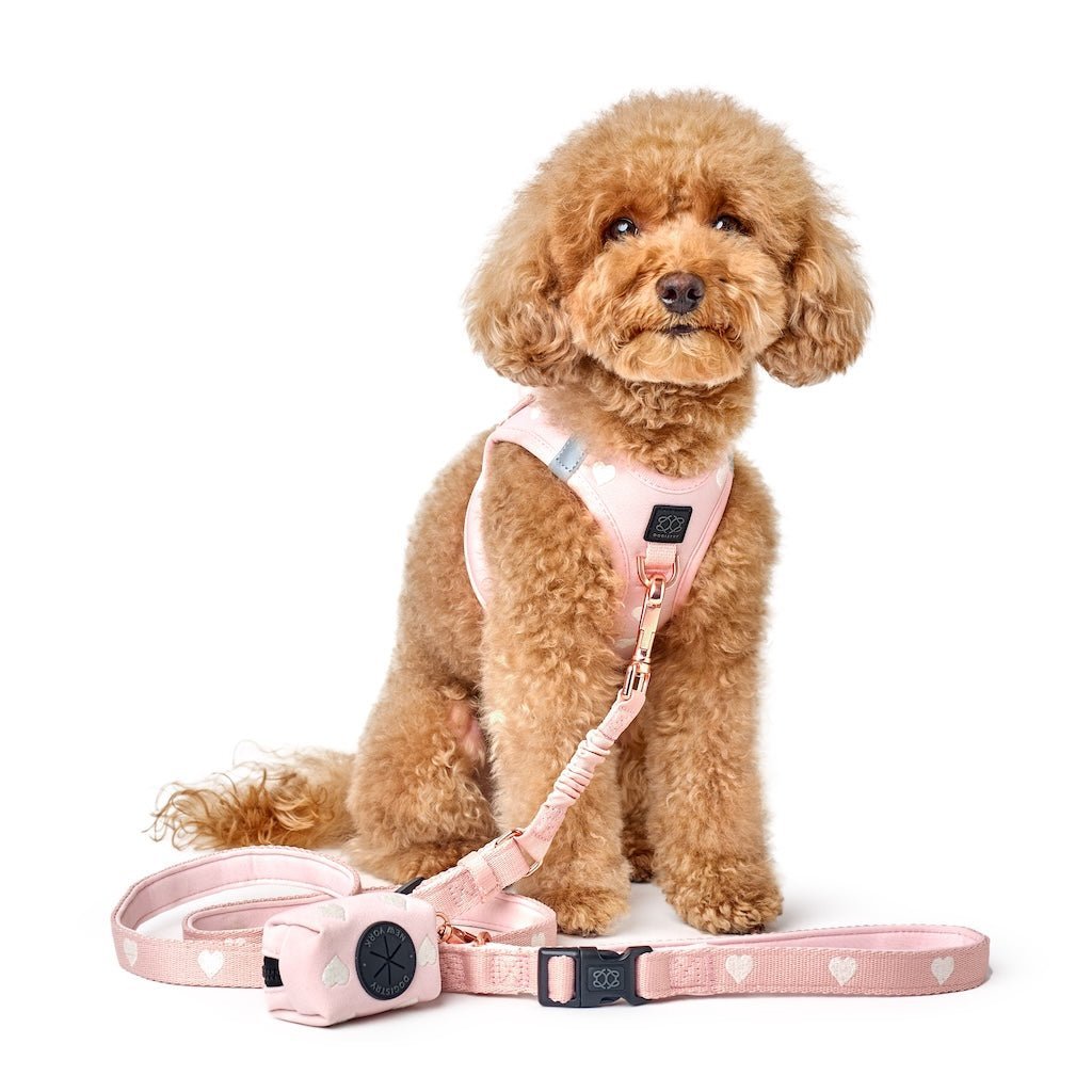 Dogistry 3-in-1 City Dog Leash – Sweetheart Blush with Adjustable 2–5 ft Length, Secure Buckled Handle, and Comfort-Enhanced Bungee Design