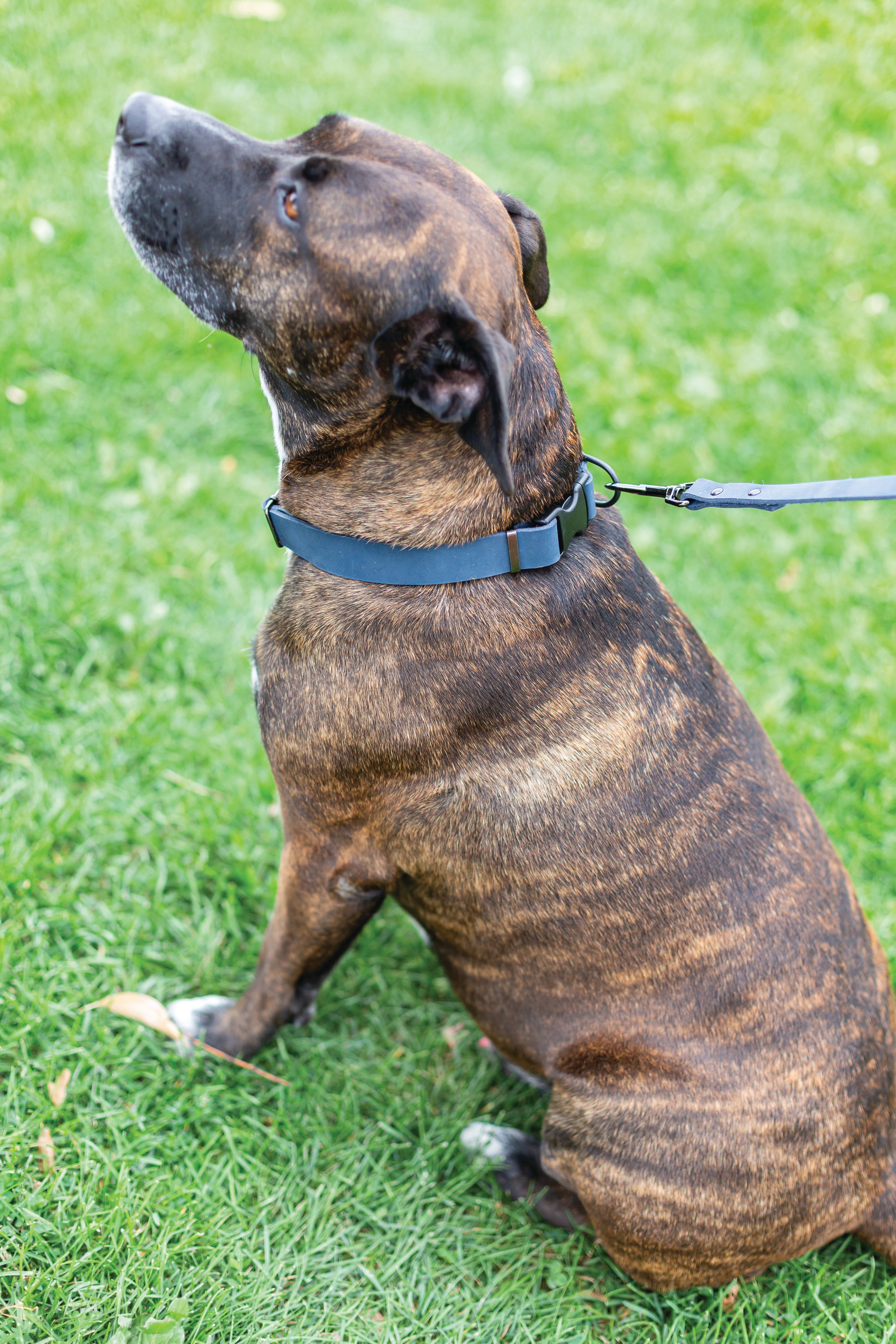 Sport Style Leather Dog Leash – Blue Jeans Full-Grain American Leather with Black Hardware, 5/8" Wide and 6 ft Long