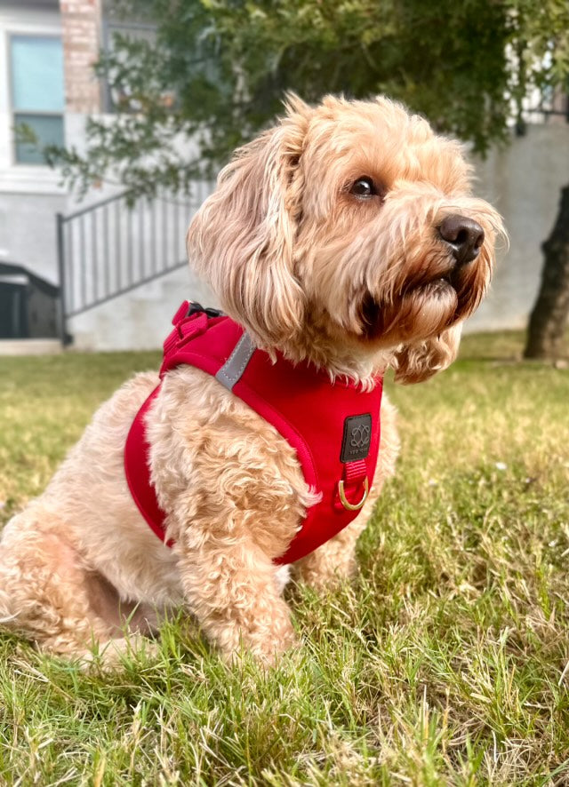 Dogistry SoHo No-Pull Step-In Dog Harness – Iconic Red with Front D-Ring, Adjustable Velcro & Buckle Closures, Escape-Resistant Luxury Design