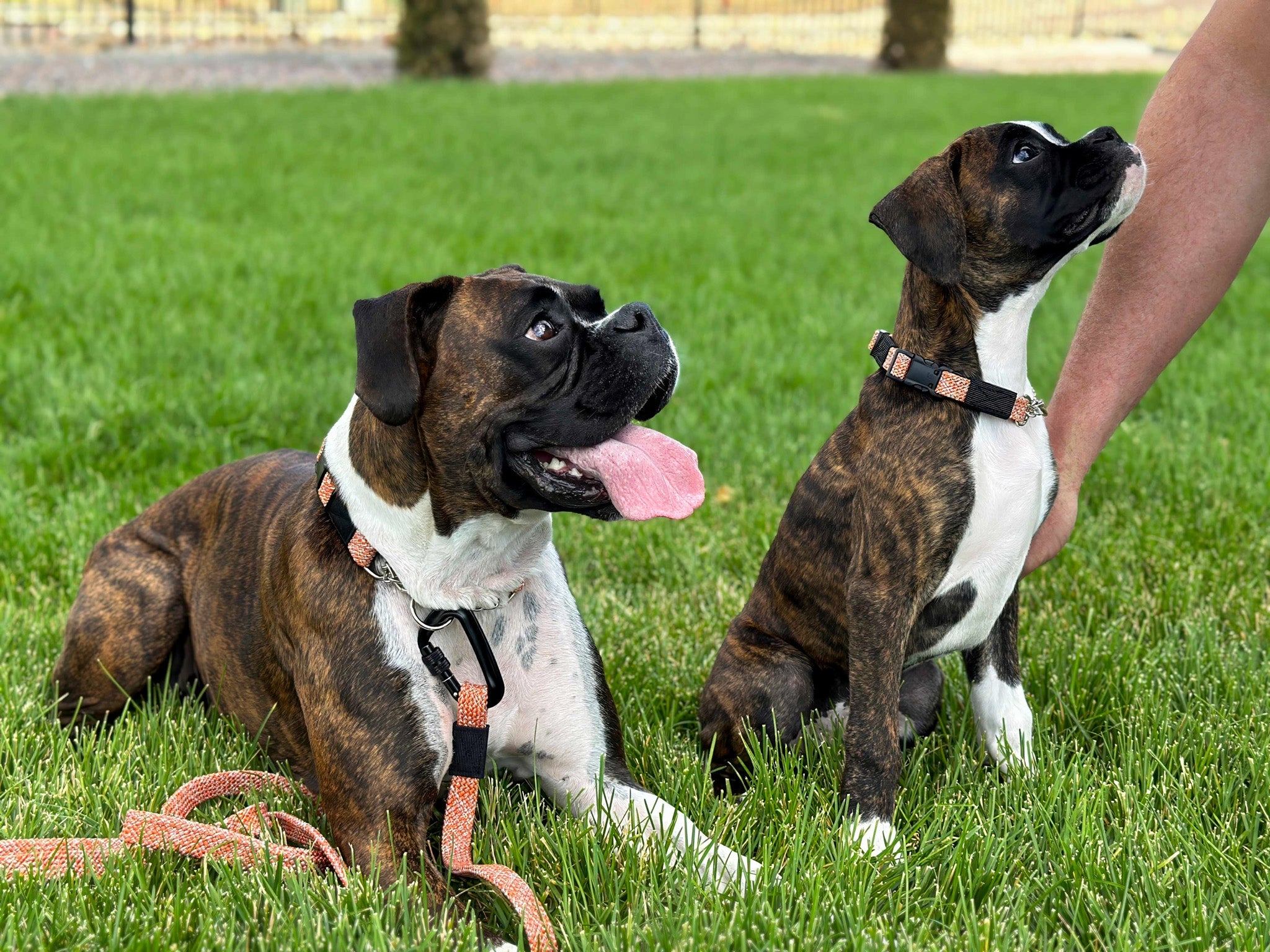 dventure Style Flat Weave Nylon Climbing Rope Martingale Dog Collar – Durable Design with YKK Polyacetal Strong Buckle