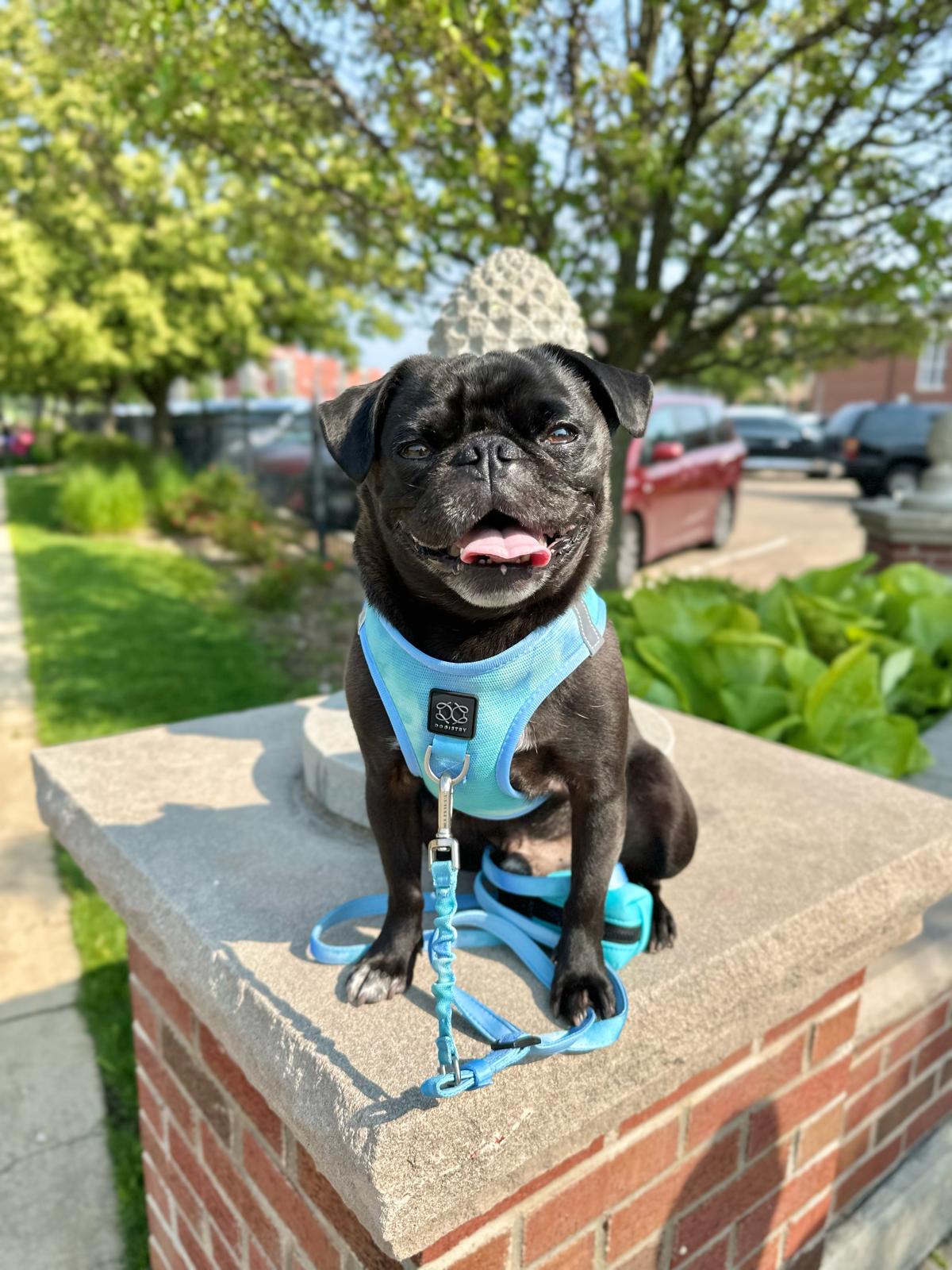 3-in-1 City Dog Leash “Ocean” – Adjustable 2–5 ft Hands-Free Lead, Moisture-Wicking & Fast-Drying, Award-Winning Design