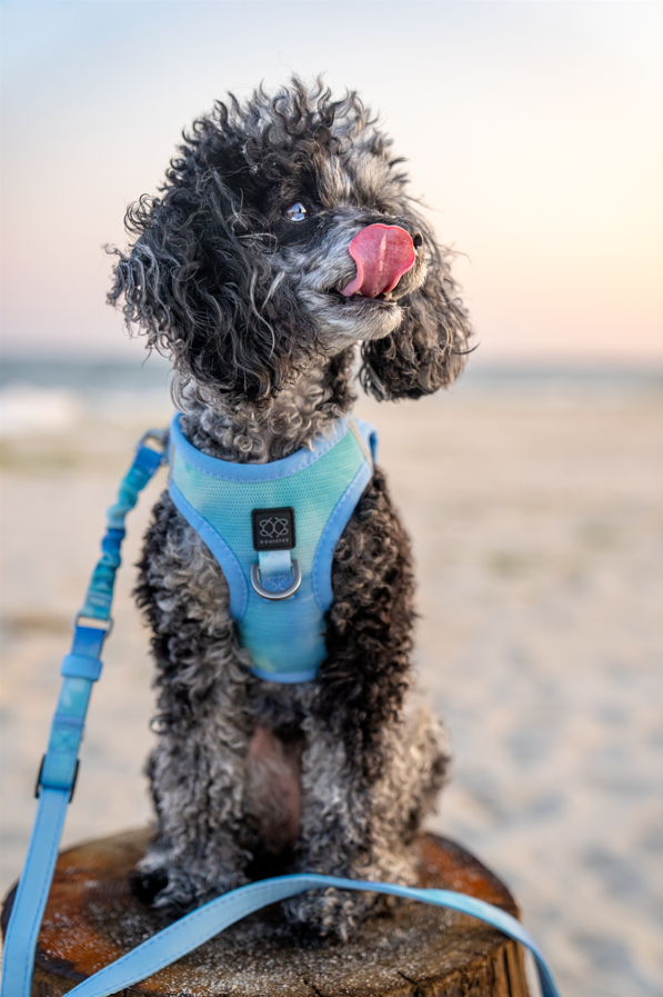 Summer AIR Dog Harness “Ocean” – Ultra-Breathable Cooling Mesh, No-Pull Front D-Ring, Step-In Design & Escape-Resistant Fit