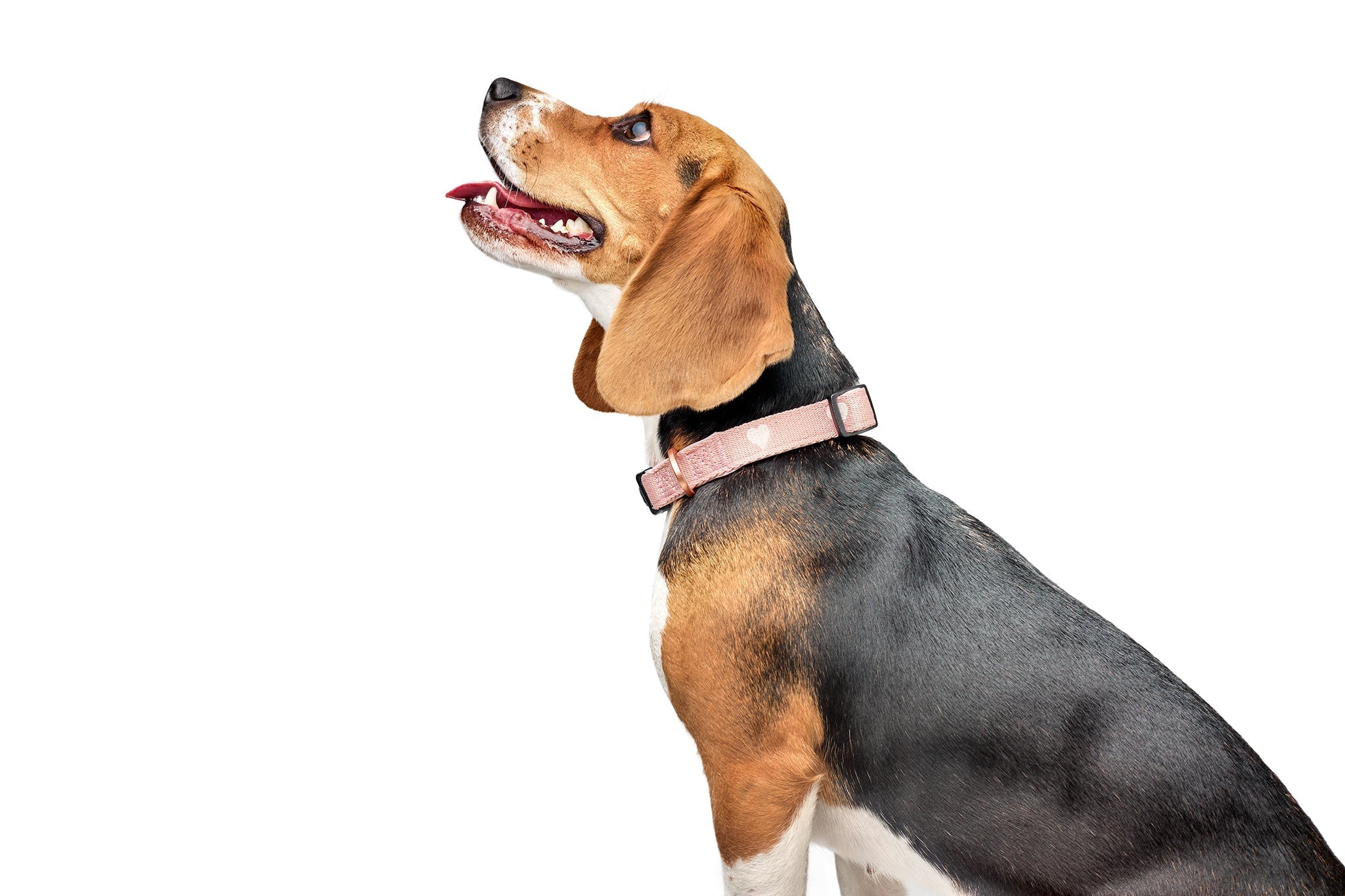 Dogistry City Dog Collar – Blush Pink with Cream Heart Embroidery, Soft Padded Neoprene, and Exclusive Dogistry Fabric, Adjustable Luxury Design for All Breeds