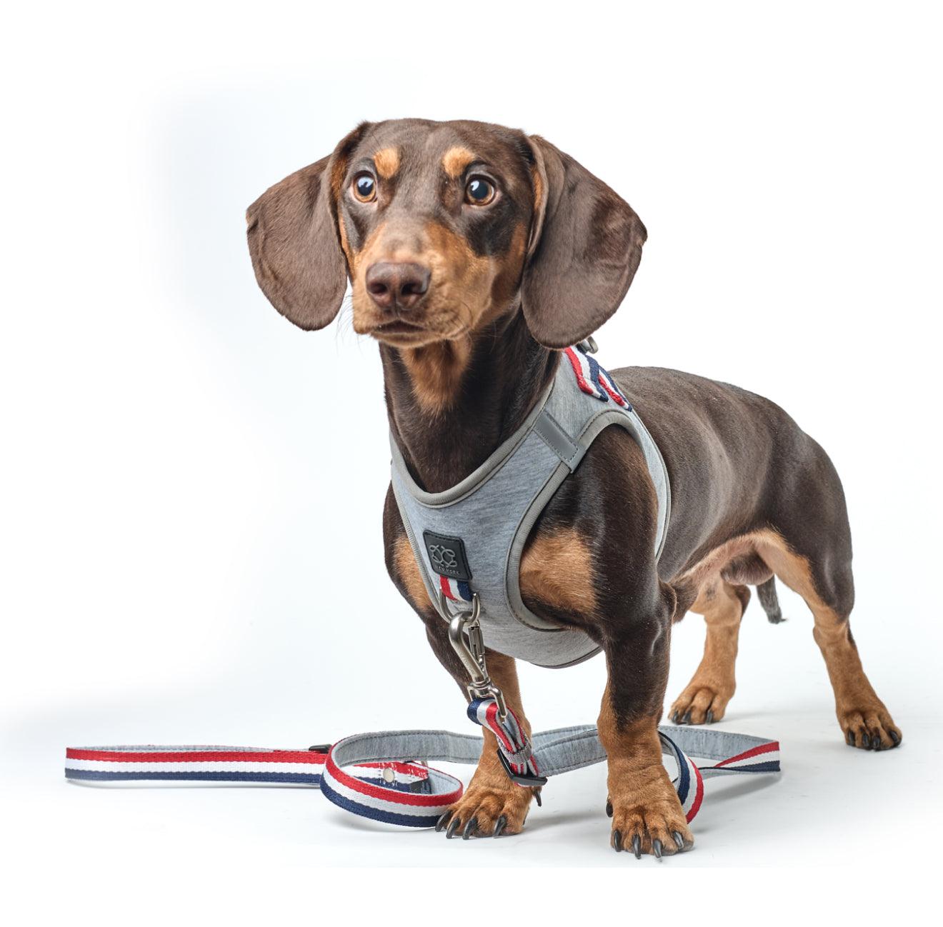Dogistry City Dog Leash – Champion Gray with Soft Padded Handle, Durable Dogistry Fabric, and Luxe Rose Gold Hardware