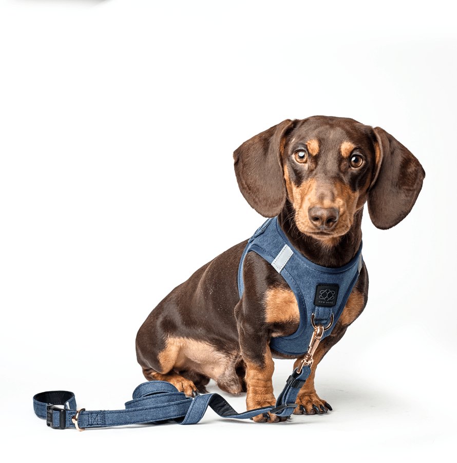 Dogistry City Adjustable-Length Hands-Free Dog Leash – Denim Blue with 2–5 ft Range, Dual Width Options, and Award-Winning Comfort Design