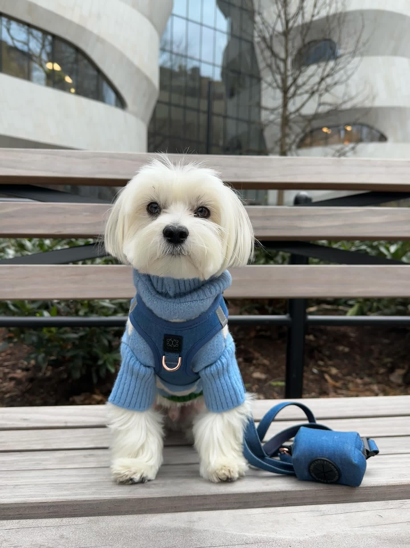 Dogistry City Adjustable-Length Hands-Free Dog Leash – Denim Blue with 2–5 ft Range, Dual Width Options, and Award-Winning Comfort Design