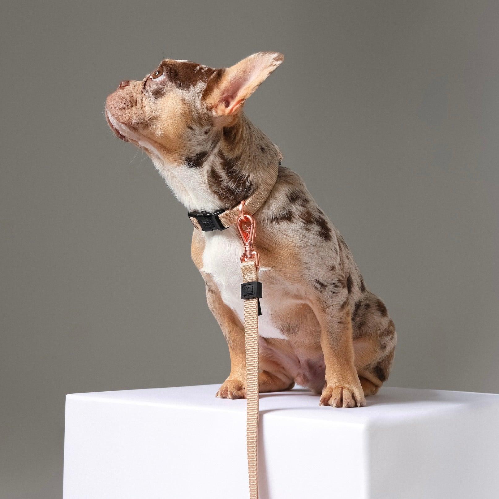 Dogistry City Adjustable-Length Hands-Free Dog Leash – Dune Beige with 2–5 ft Range, Dual Width Options, and Award-Winning Comfort Design