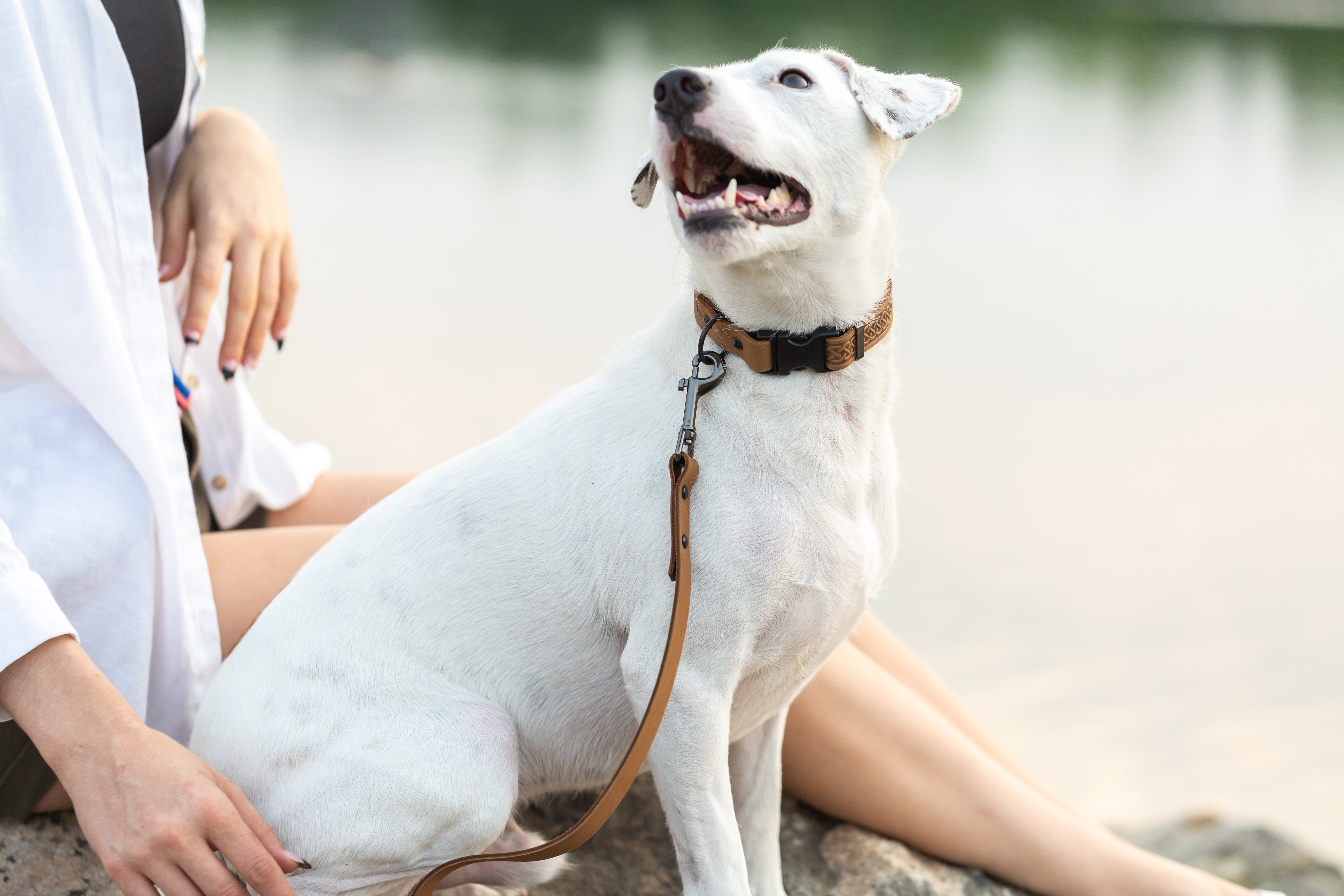 Celtic Sport Quick-Release Dog Collar – Earth Brown Leather with Black Hardware, Celtic Fire & Water Rune Design, and YKK Buckle