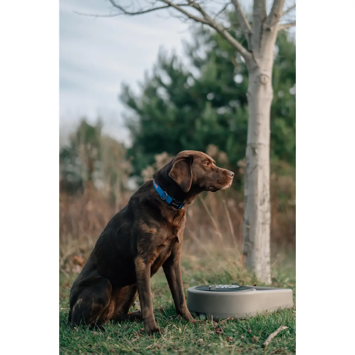 Dakota 283 Dine N Dash Dog Feeding System with Dakota Guard Antimicrobial – Coyote Granite, Dark Granite, Olive & Orange