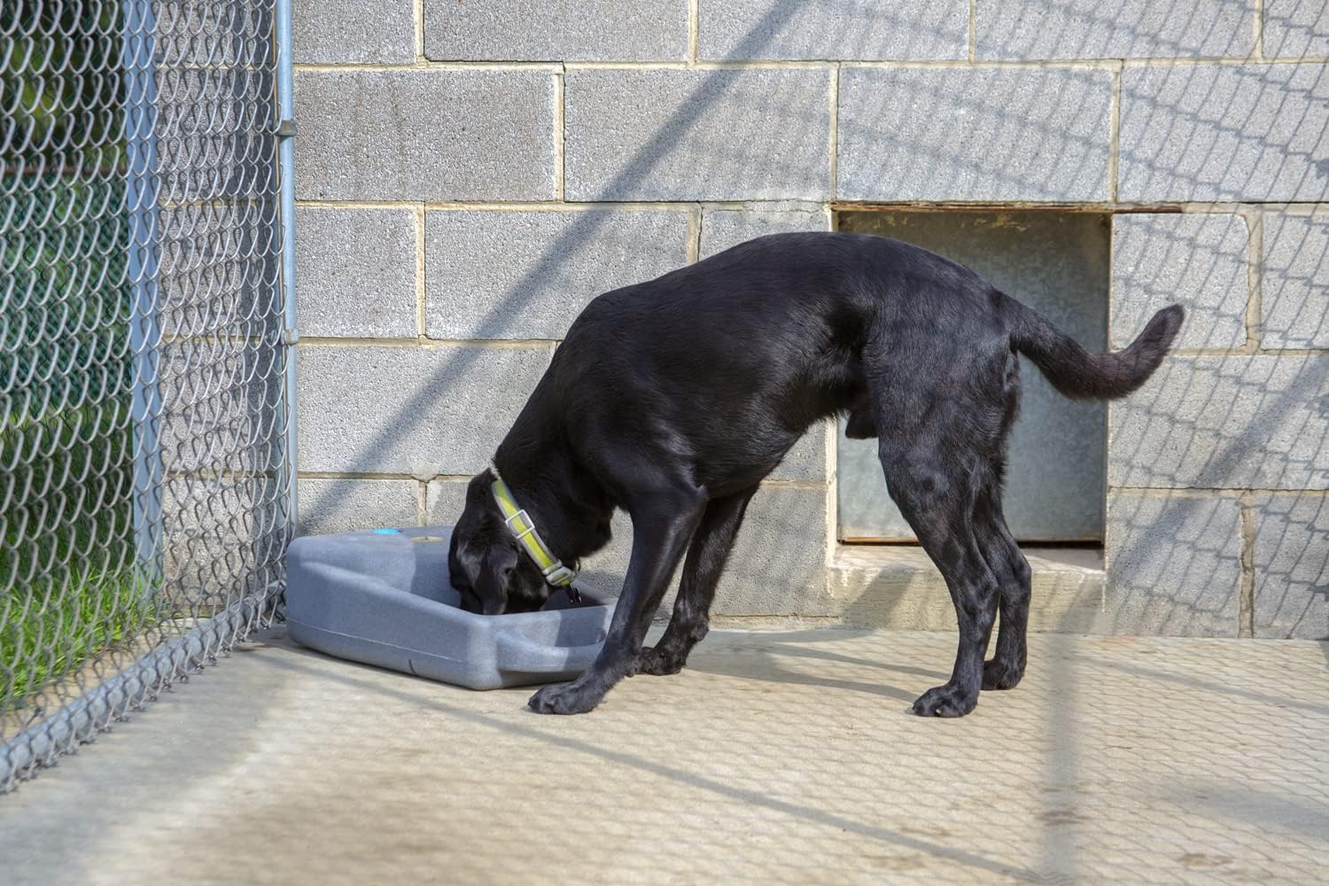 Dakota 283 Dash 3.5 Dog Watering System – Coyote Granite, Dark Granite, Olive & Orange