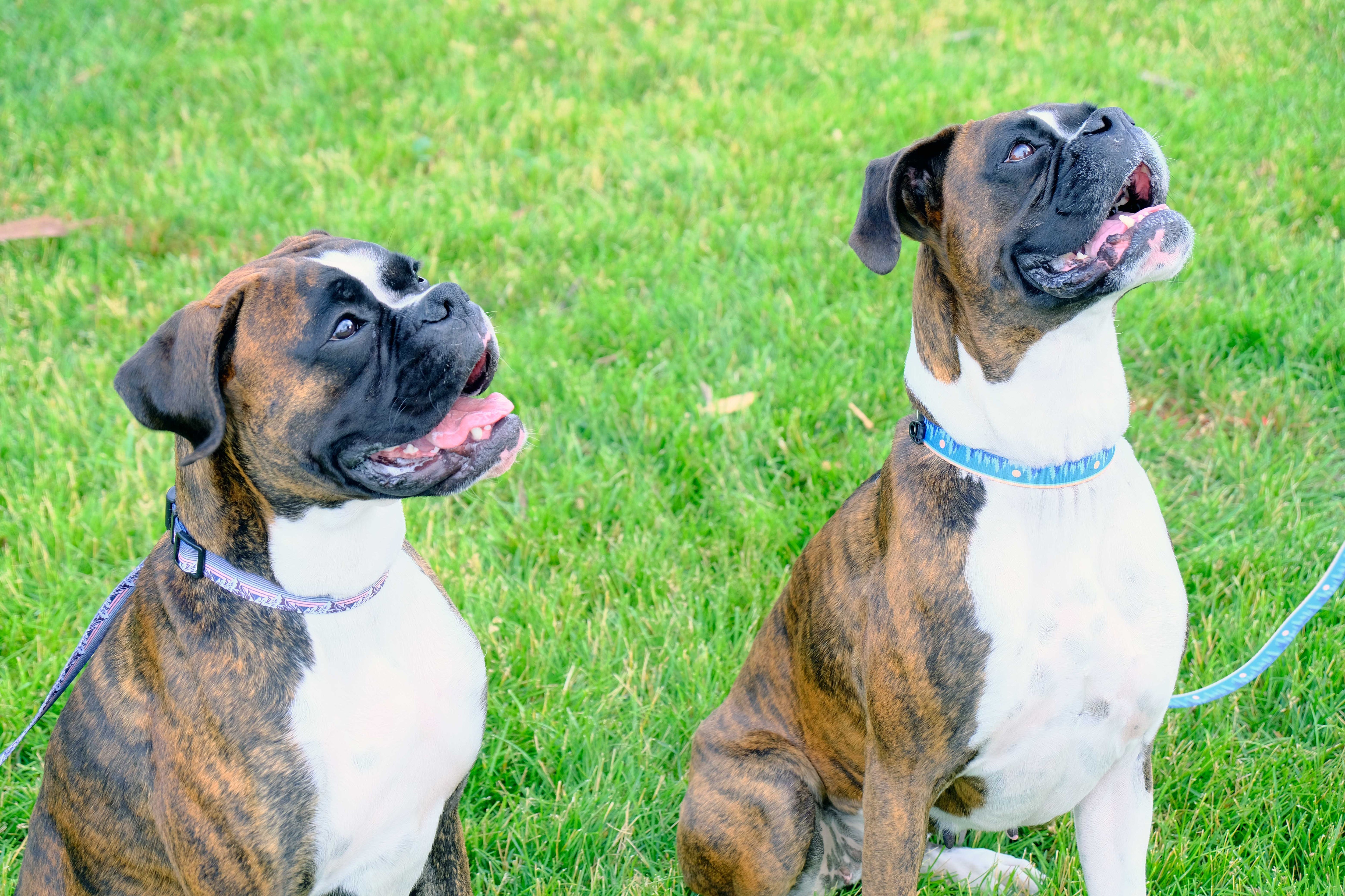 Outdoor Style Frozen Forest Nylon Dog Collar – Soft Adjustable Design with YKK Buckle, Bottle-Opener D-Ring & Tag Ring