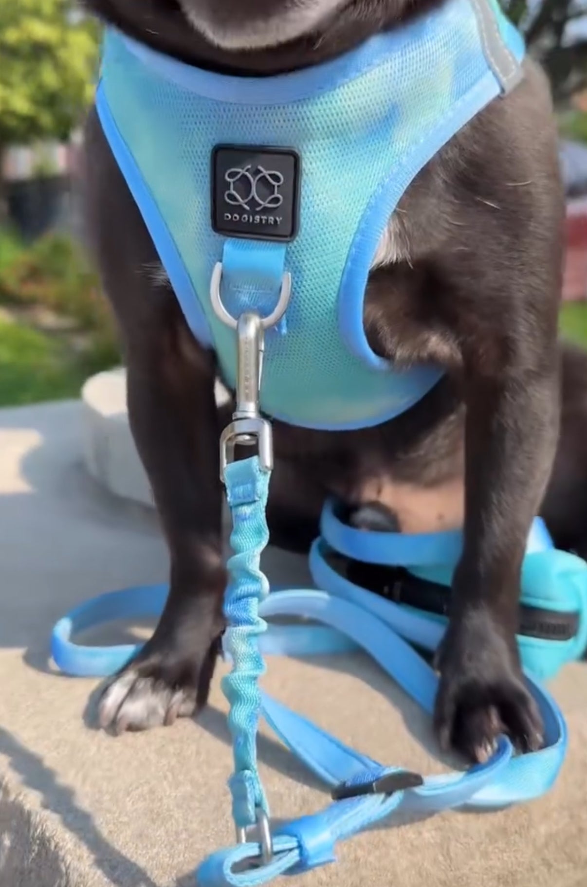 3-in-1 City Dog Leash “Ocean” – Adjustable 2–5 ft Hands-Free Lead, Moisture-Wicking & Fast-Drying, Award-Winning Design