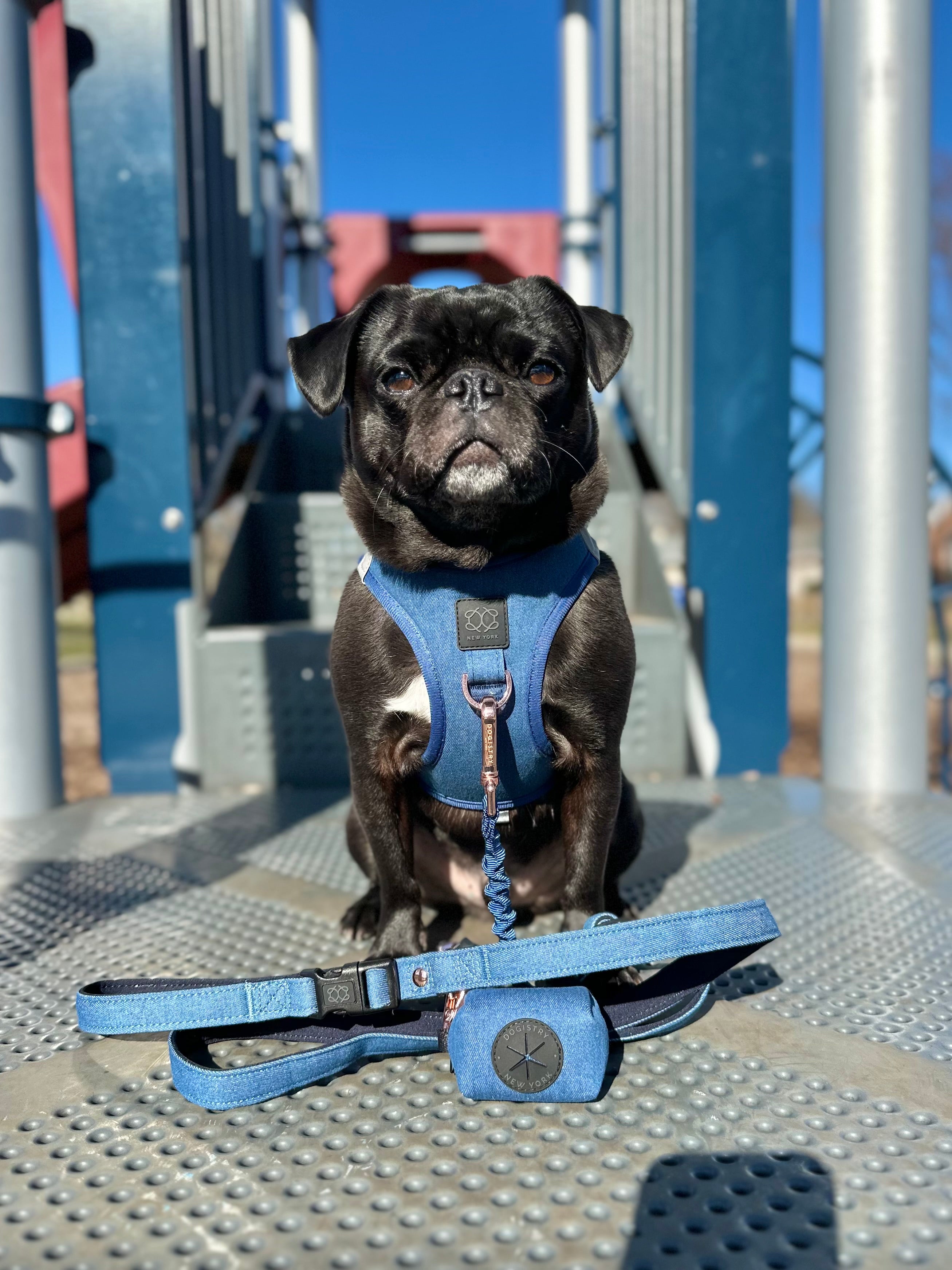 Dogistry City Adjustable-Length Hands-Free Dog Leash – Denim Blue with 2–5 ft Range, Dual Width Options, and Award-Winning Comfort Design