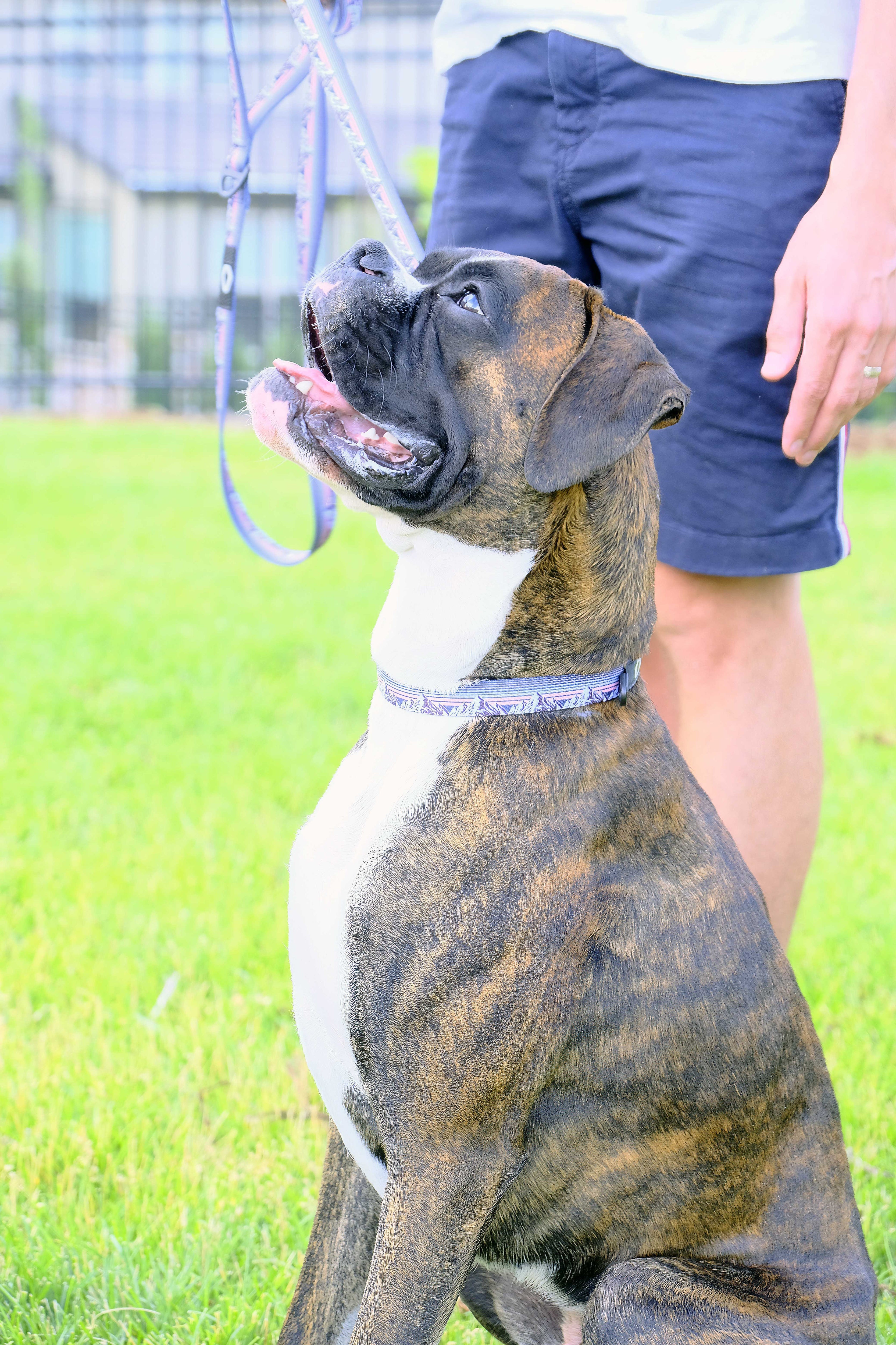 Outdoor Style Mountain Sunset Nylon Dog Collar – Soft, Adjustable Design with YKK Buckle, Bottle-Opening D-Ring, and Mini Tag Ring