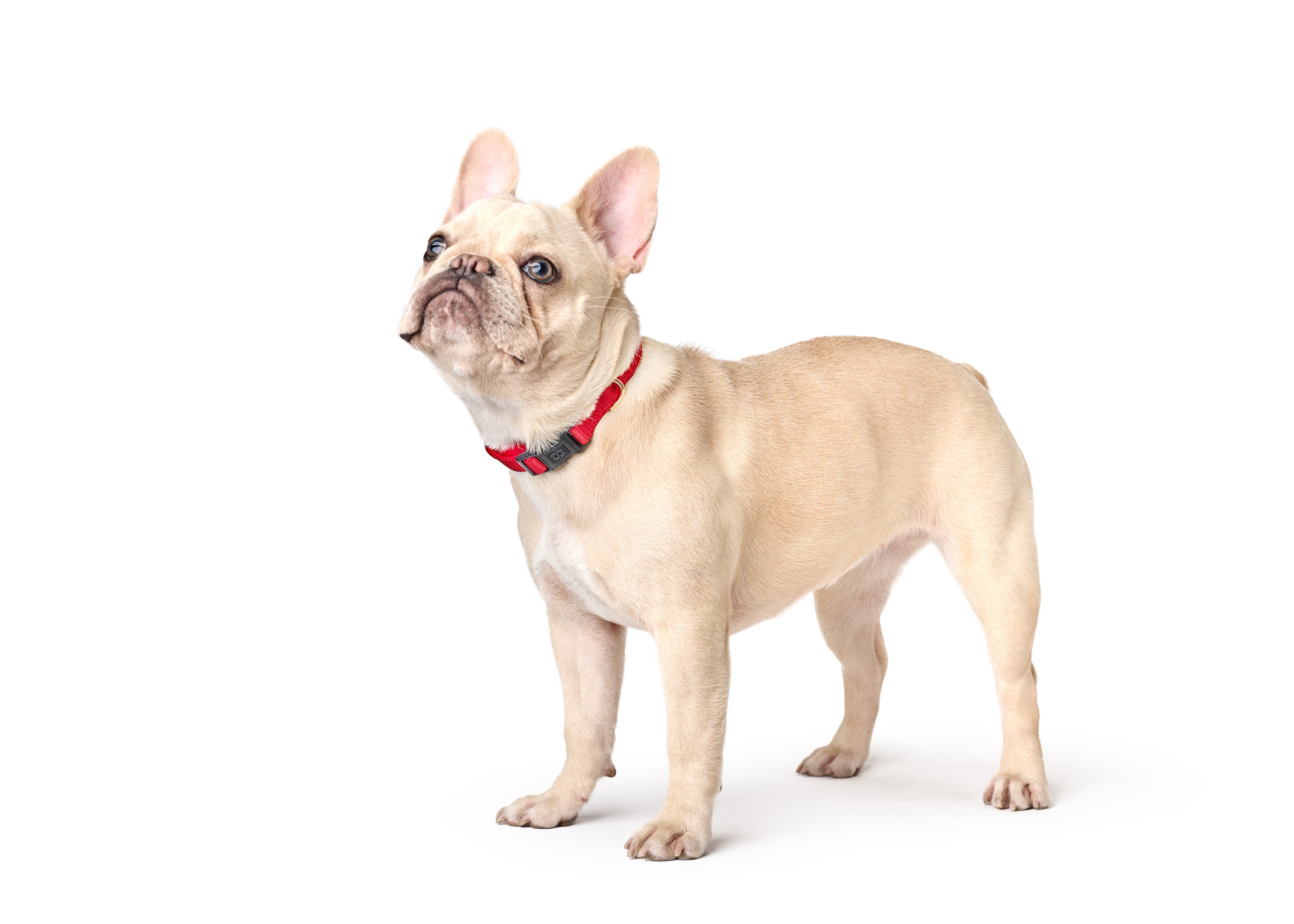 Dogistry City Dog Collar – Iconic Red with Soft Padded Neoprene and Exclusive Dogistry Fabric, Adjustable Luxury Design for All Breeds