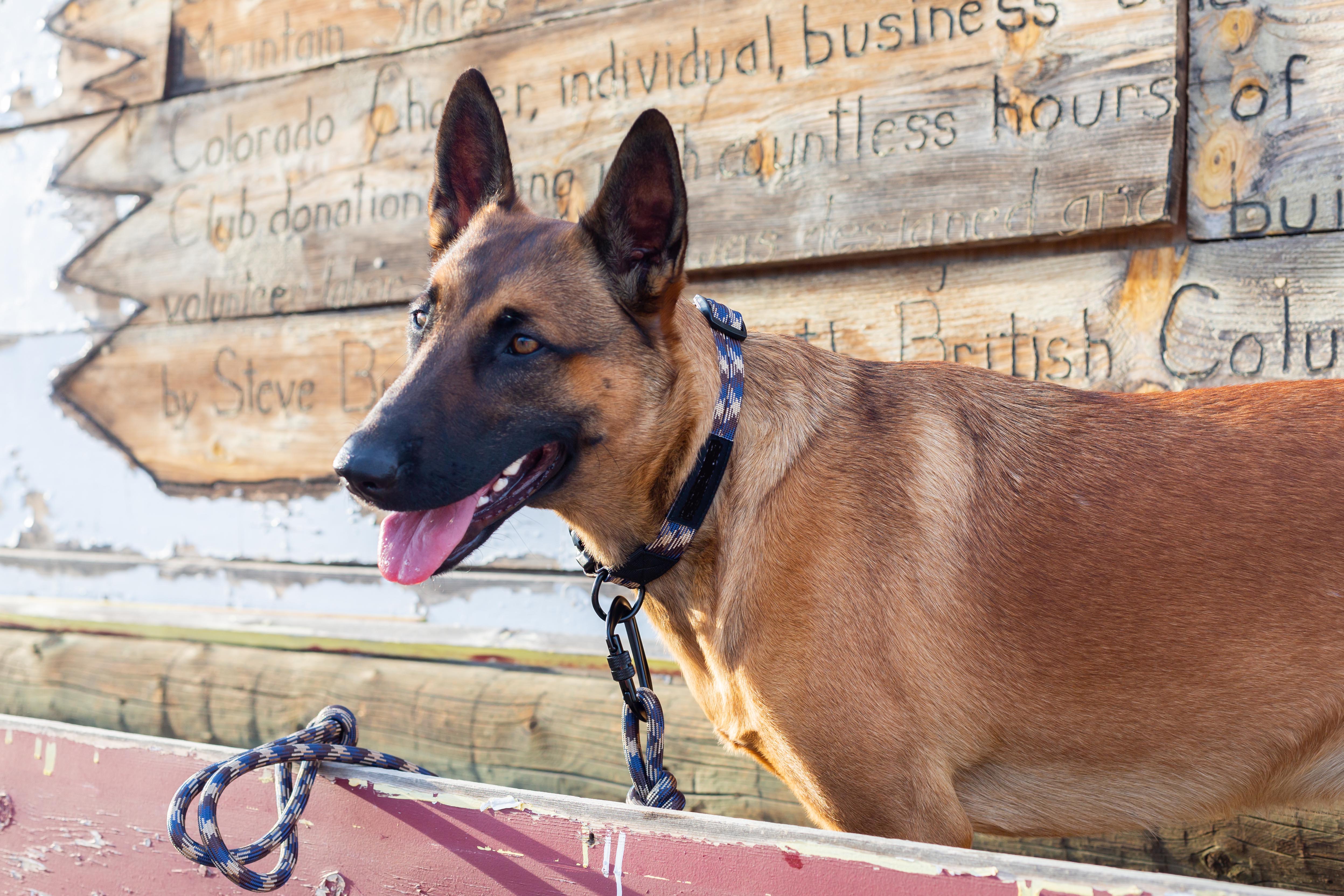 Adventure Style Mountain Argyle Nylon Climbing Rope Dog Leash – Durable Design with Locking Aluminum Carabiner