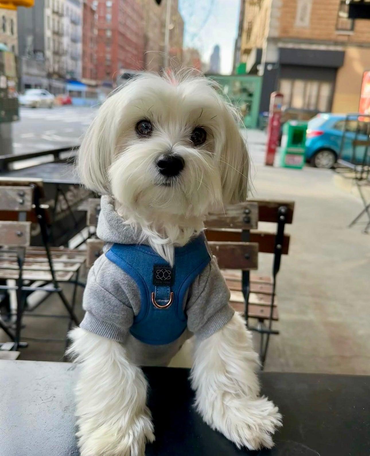 Dogistry SoHo No-Pull Step-In Dog Harness – Denim Blue with Rose Gold Front D-Ring, Adjustable Velcro & Buckle Closures, Escape-Resistant Luxury Design