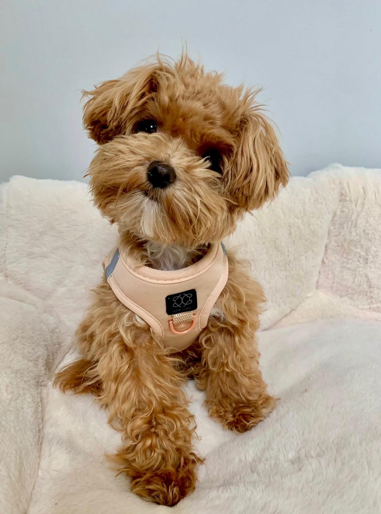 Dogistry SoHo No-Pull Step-In Dog Harness – Dune Beige with Front D-Ring, Adjustable Velcro & Buckle Closures, Escape-Resistant Luxury Design