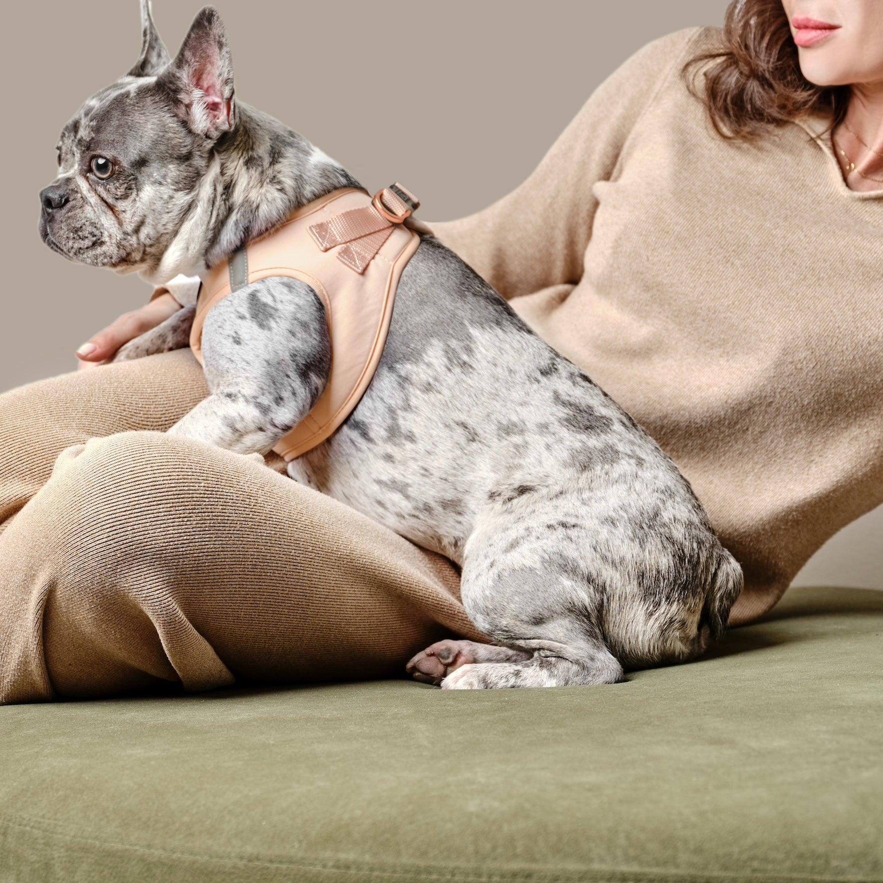 Dogistry SoHo No-Pull Step-In Dog Harness – Dune Beige with Front D-Ring, Adjustable Velcro & Buckle Closures, Escape-Resistant Luxury Design