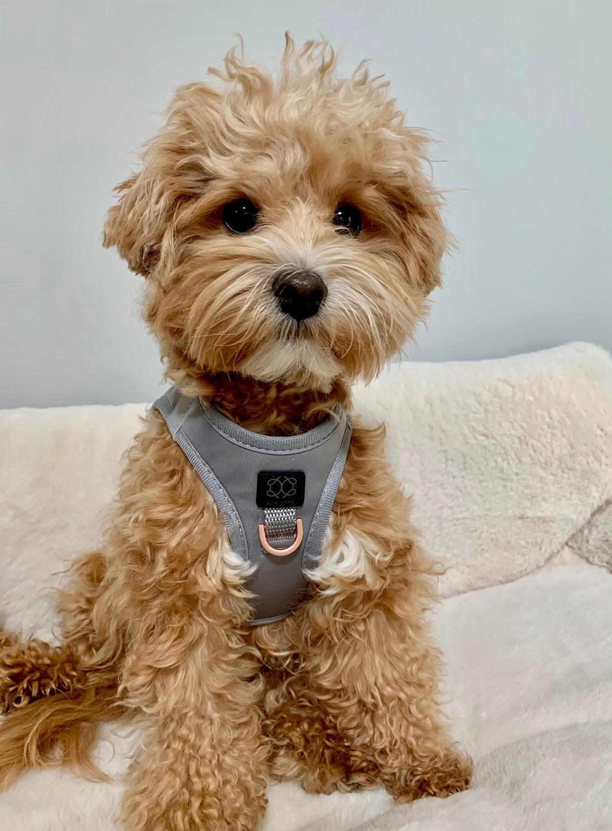 Dogistry SoHo No-Pull Step-In Dog Harness – Steel Gray with Front D-Ring, Adjustable Velcro & Buckle Closures, Escape-Resistant Luxury Design