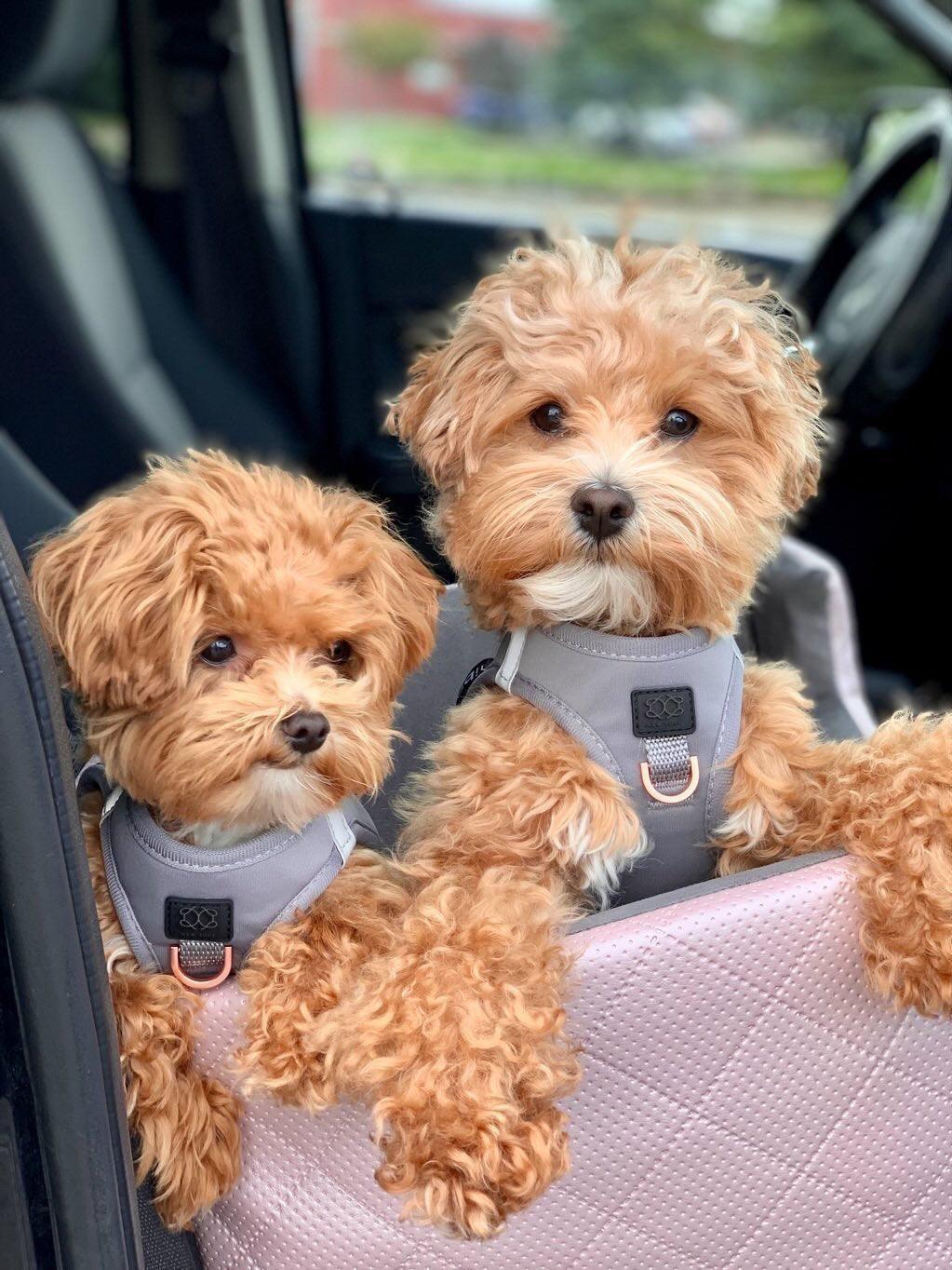 Dogistry SoHo No-Pull Step-In Dog Harness – Steel Gray with Front D-Ring, Adjustable Velcro & Buckle Closures, Escape-Resistant Luxury Design