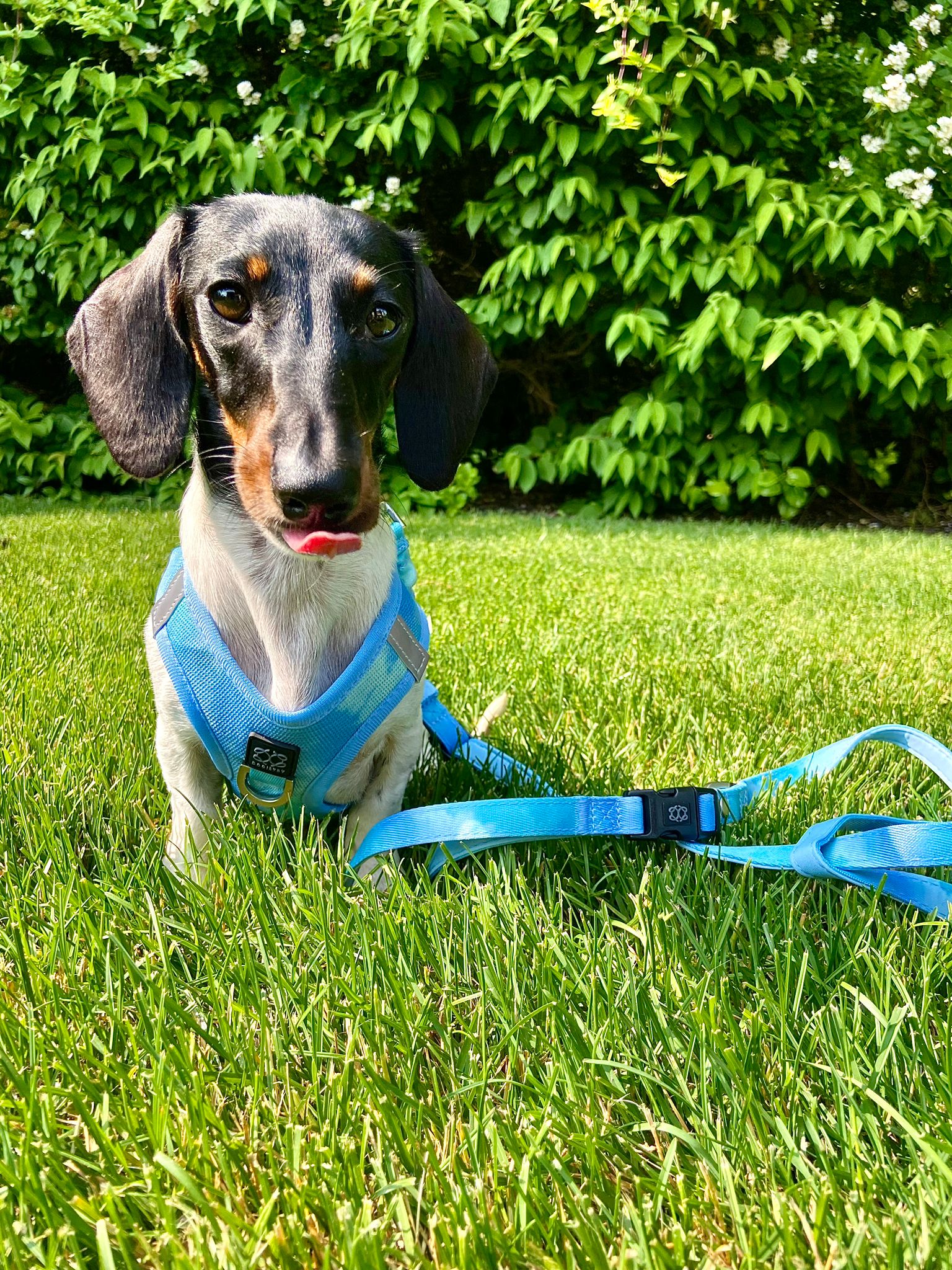 3-in-1 City Dog Leash “Ocean” – Adjustable 2–5 ft Hands-Free Lead, Moisture-Wicking & Fast-Drying, Award-Winning Design