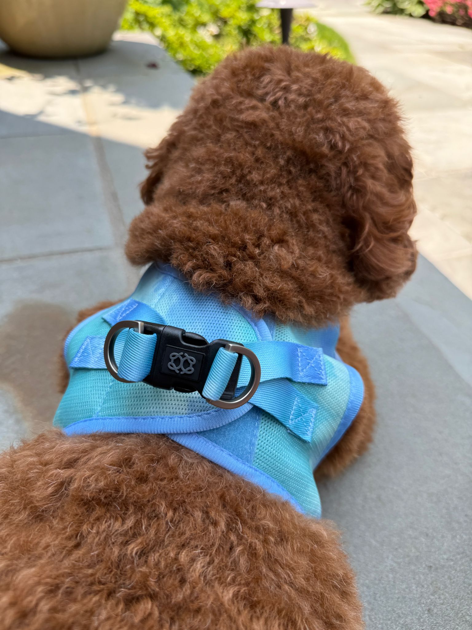 Summer AIR Dog Harness “Ocean” – Ultra-Breathable Cooling Mesh, No-Pull Front D-Ring, Step-In Design & Escape-Resistant Fit