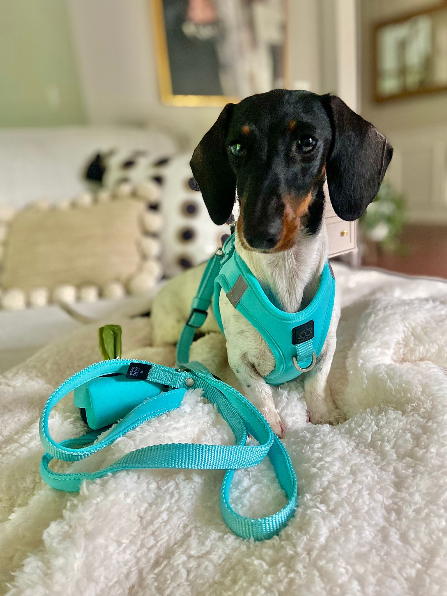 Dogistry City Adjustable-Length Hands-Free Dog Leash – Fifth Avenue Blue with 2–5 ft Range, Dual Width Options, and Award-Winning Comfort Design