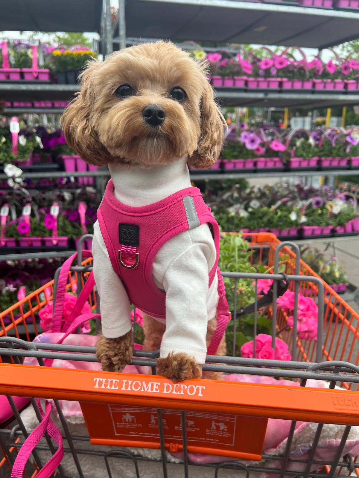 Dogistry SoHo No-Pull Step-In Dog Harness – Park Ave Pink with Front D-Ring, Adjustable Velcro & Buckle Closures, Escape-Resistant Luxury Design