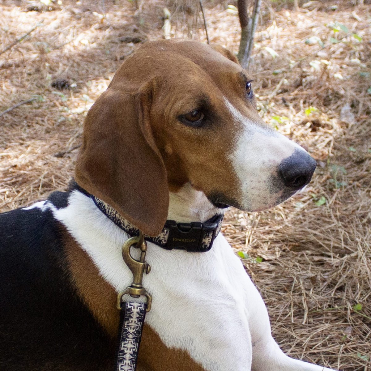 Pendleton Hiker Collar