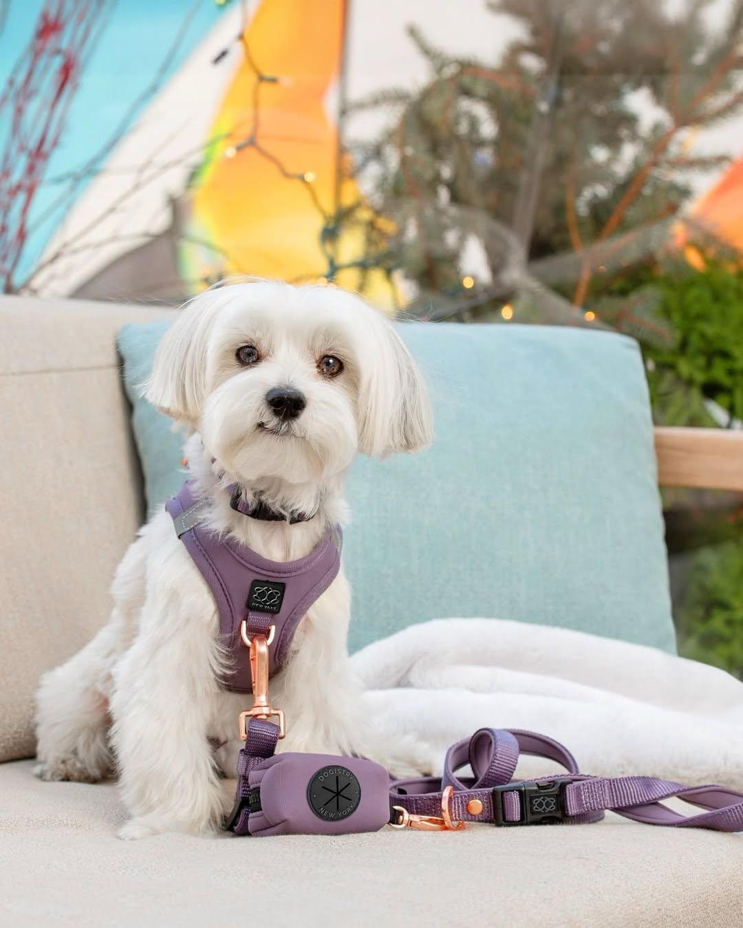 Dogistry City Adjustable-Length Hands-Free Dog Leash – Lilac Gray with 2–5 ft Range, Dual Width Options, and Award-Winning Comfort Design