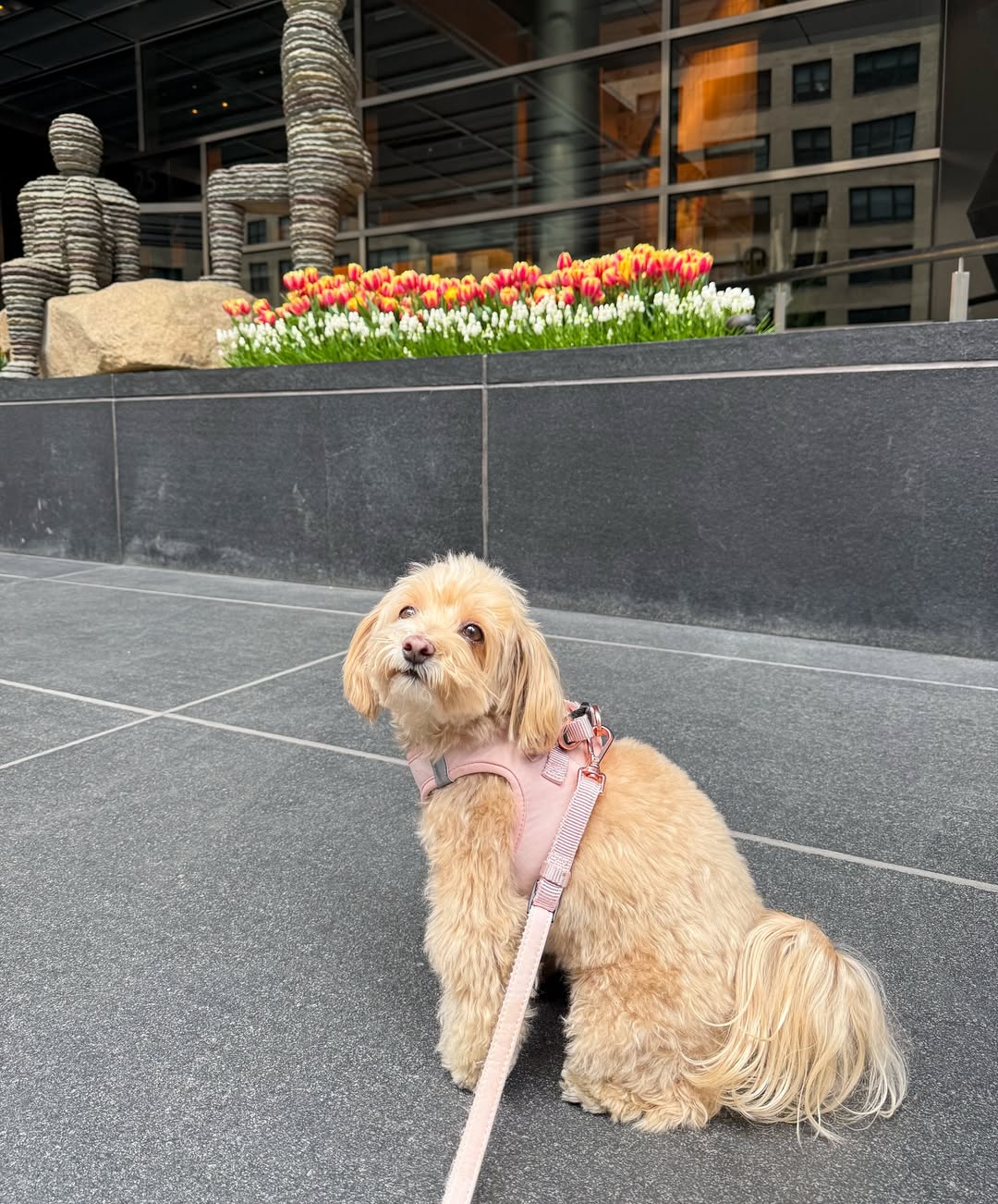 Dogistry City Adjustable-Length Hands-Free Dog Leash – Blush Pink with 2–5 ft Range, Dual Width Options, and Award-Winning Comfort Design