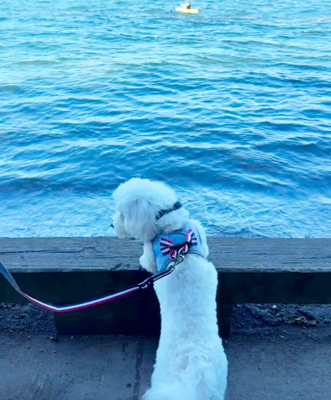 Dogistry City Dog Leash – Champion Gray with Soft Padded Handle, Durable Dogistry Fabric, and Luxe Rose Gold Hardware