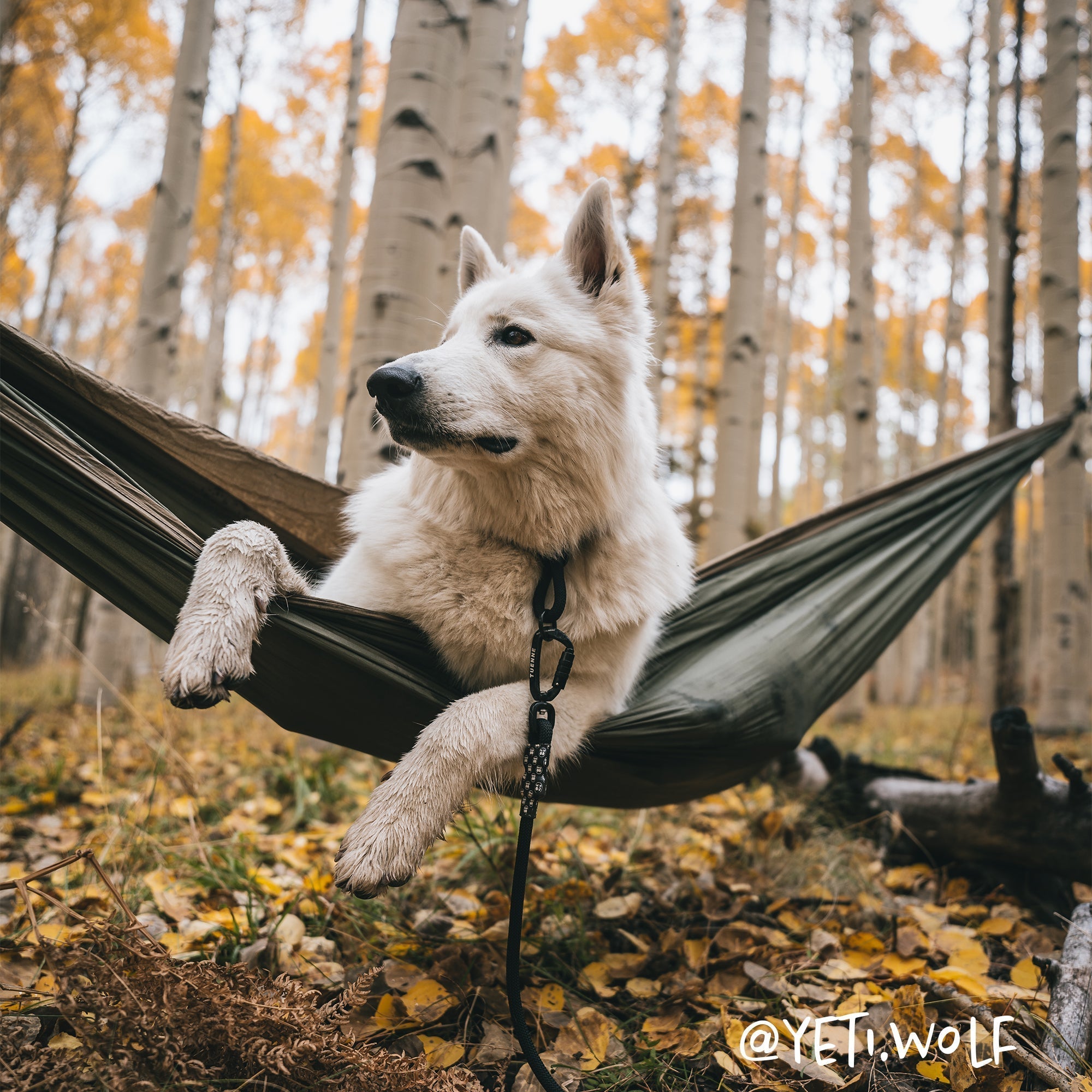 Large Norte Slip Dog Collar | 25–29" Fit | Tuenne