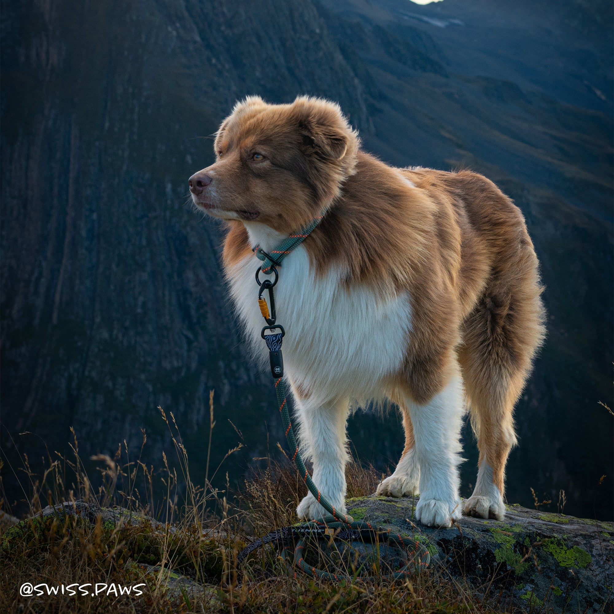 Large Norte Slip Dog Collar | 25–29" Fit | Tuenne