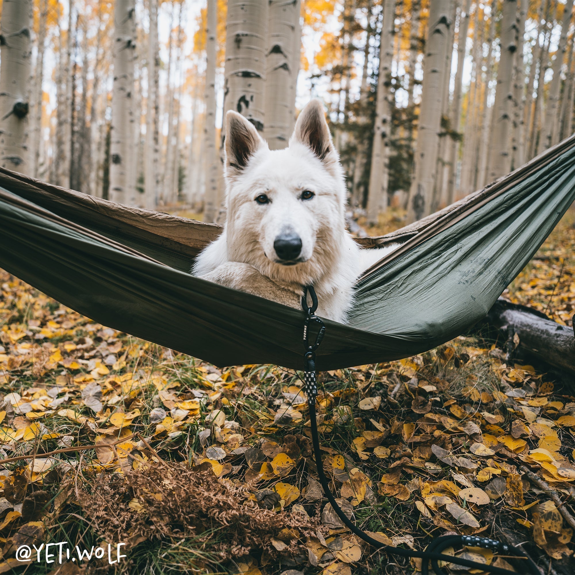 Large Norte Slip Dog Collar | 25–29" Fit | Tuenne