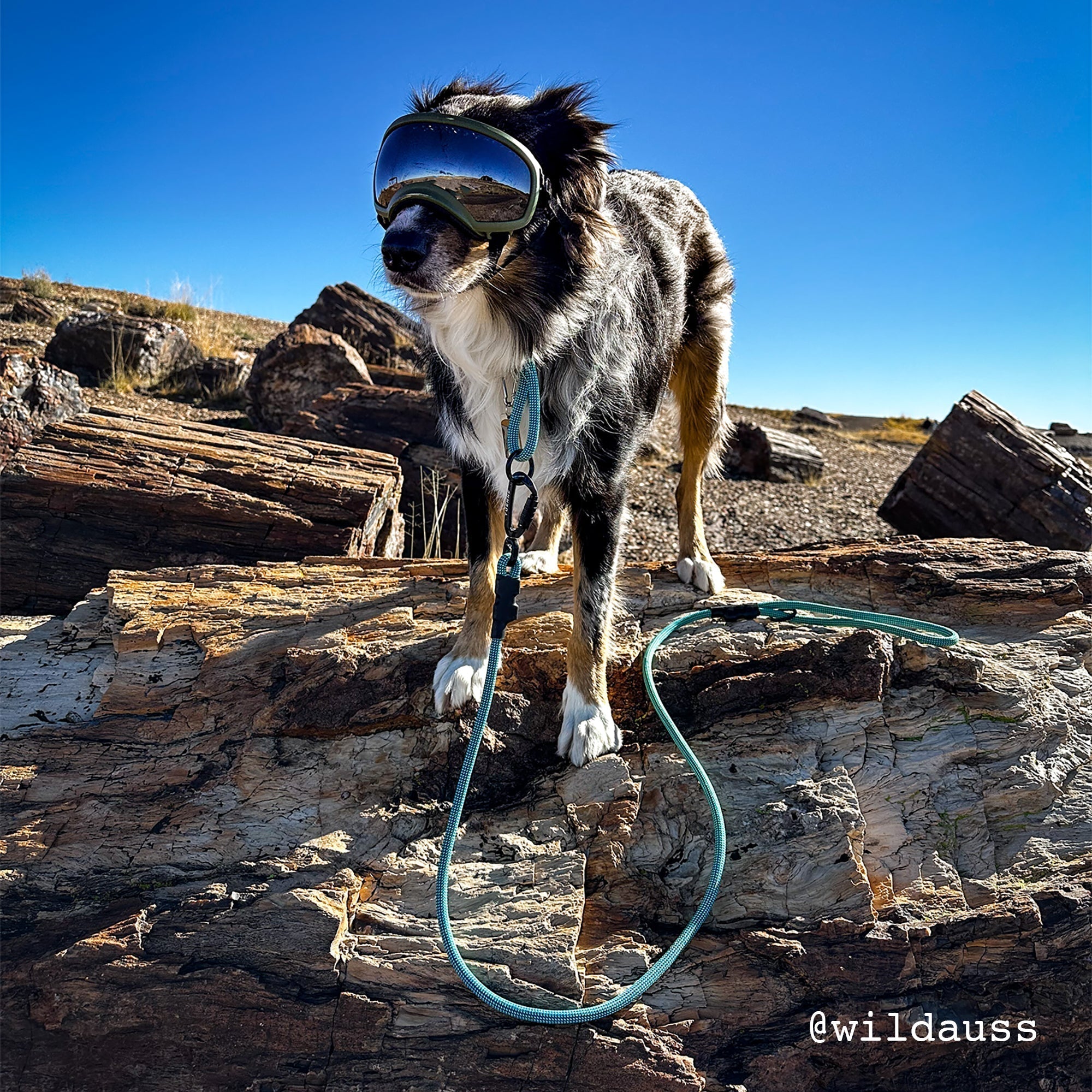 Large Norte Slip Dog Collar | 25–29" Fit | Tuenne