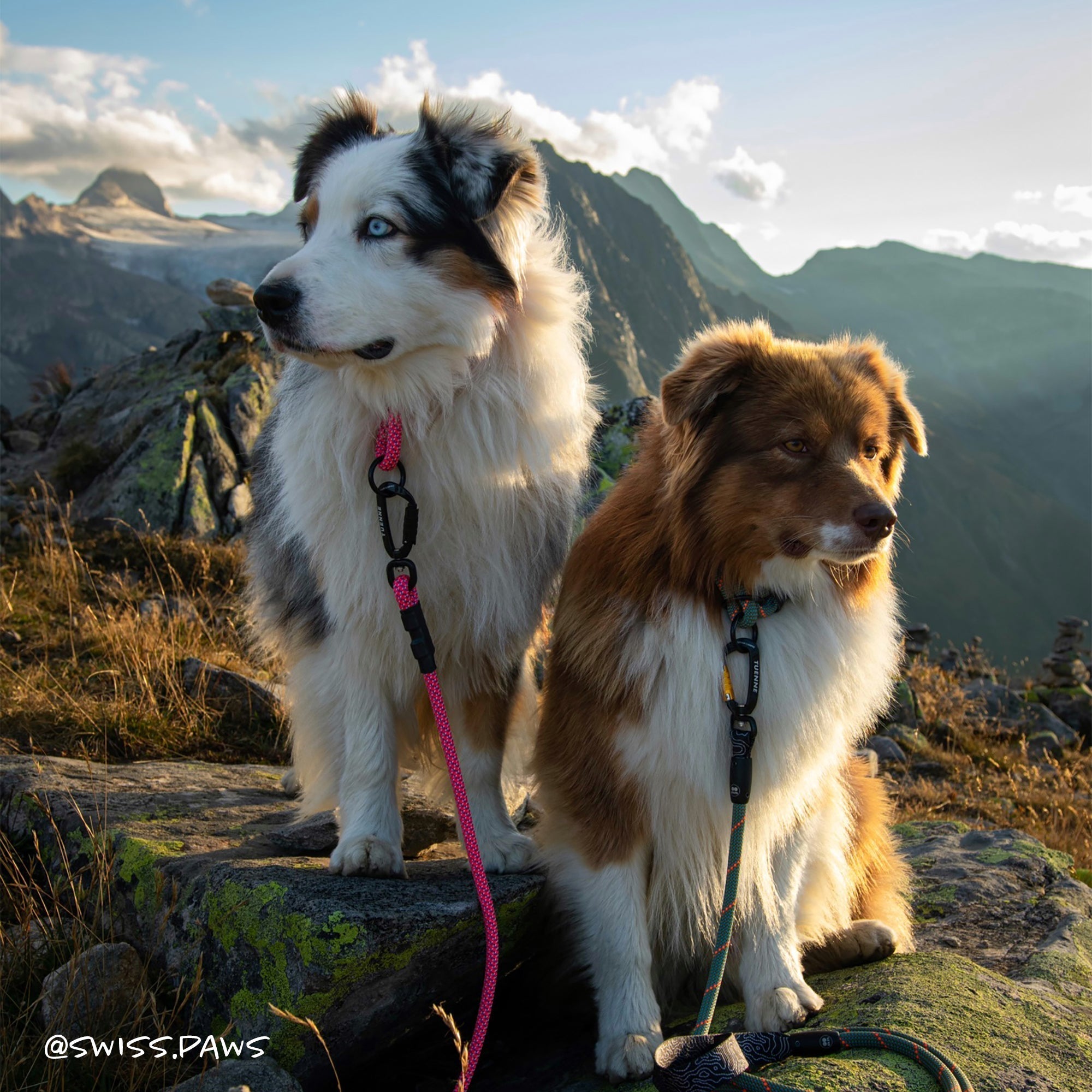 Large Norte Slip Dog Collar | 25–29" Fit | Tuenne